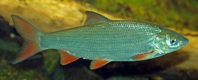 Chip gentry locksmith love